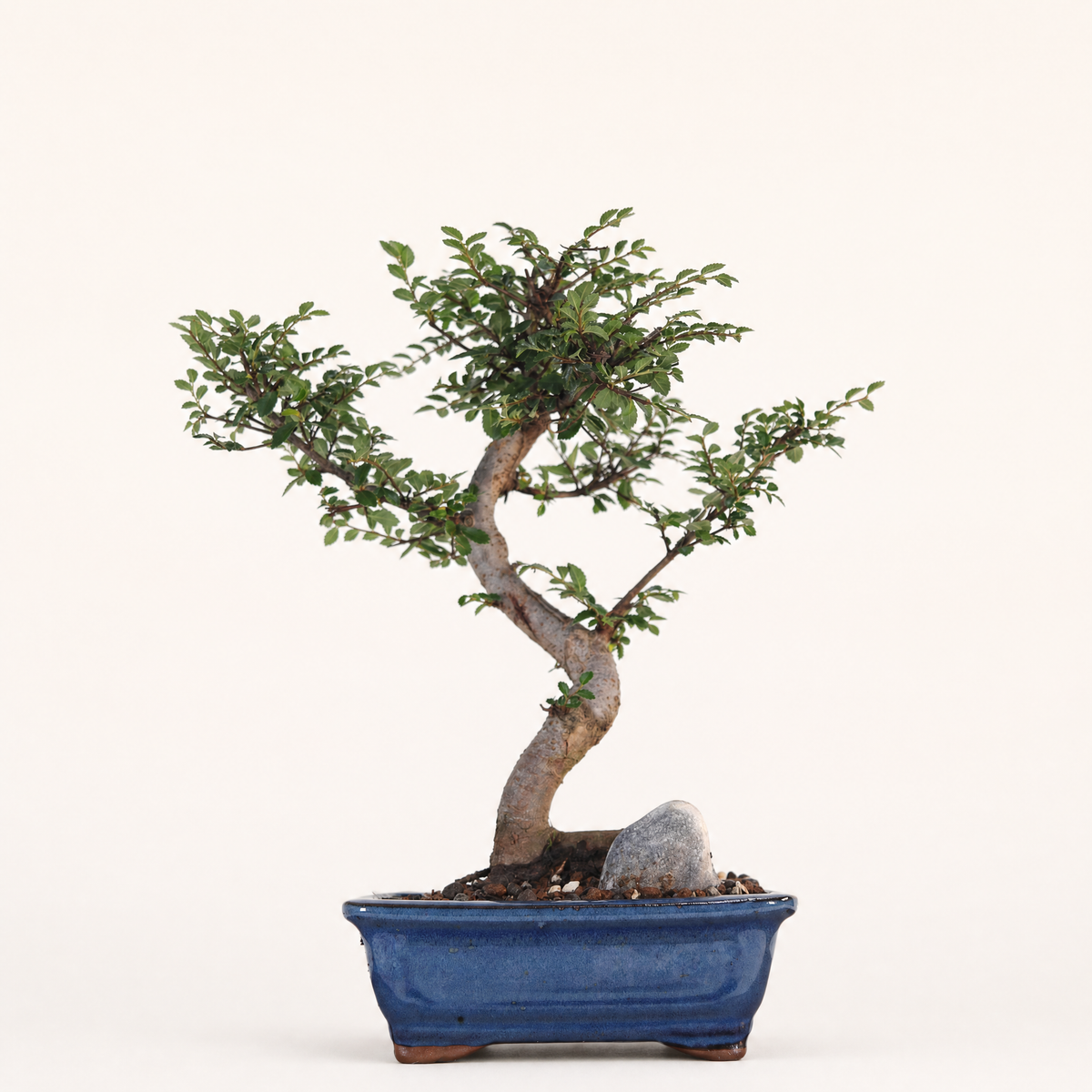 Chinese Elm (Ulmus Parvifolia) Bonsai Tree | Shaped | In 16cm Pot | Great Gift