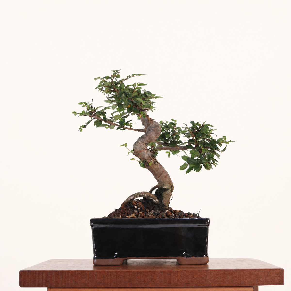 Chinese Elm (Ulmus Parvifolia) Bonsai Tree | Shaped | In 16cm Pot | Great Gift