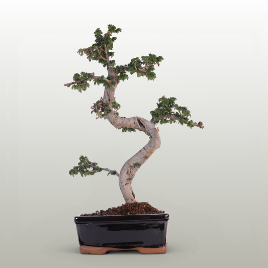 Chinese Elm (Ulmus Parvifolia) Bonsai Tree | Shaped | In 18cm Pot | Great Gift