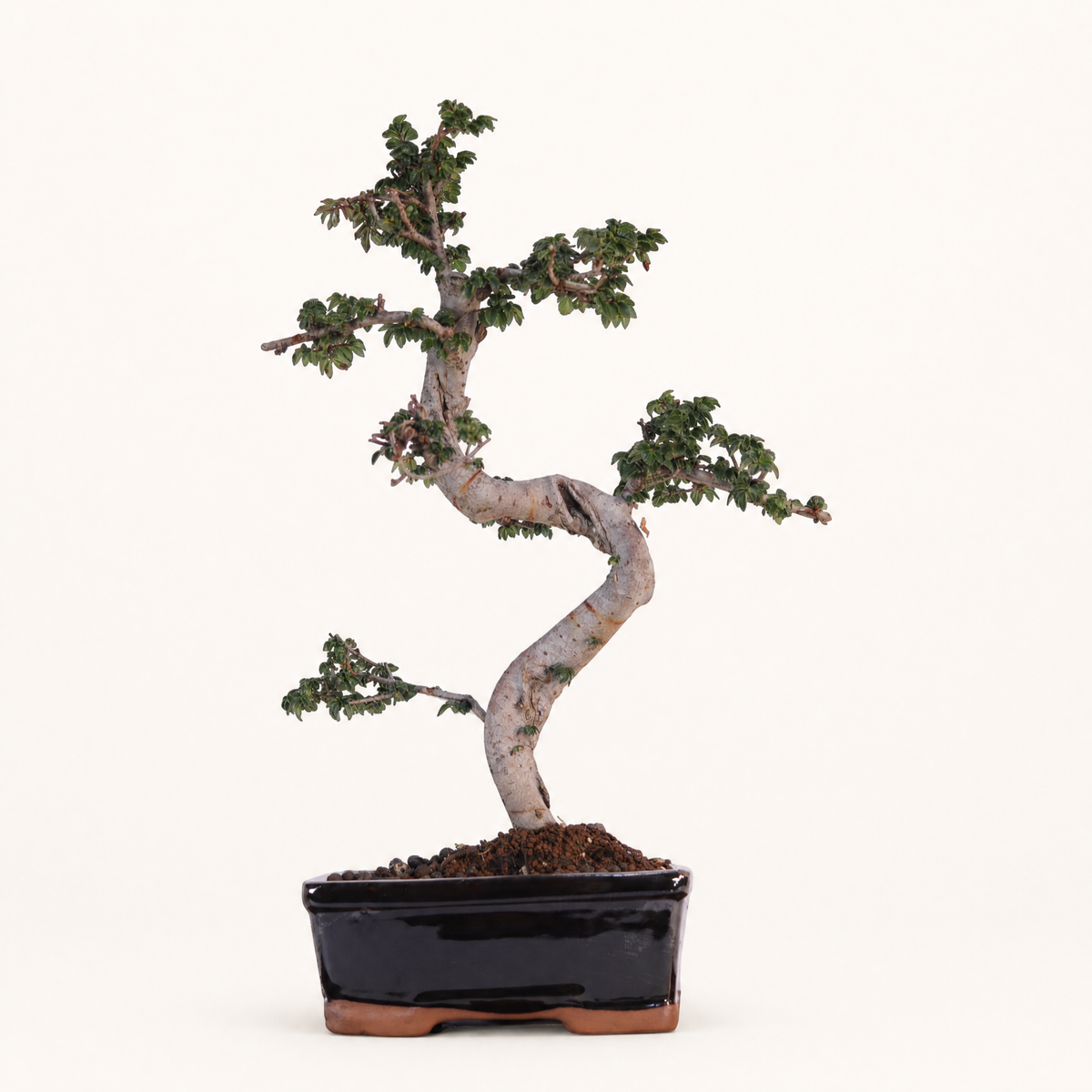Chinese Elm (Ulmus Parvifolia) Bonsai Tree | Shaped | In 18cm Pot | Great Gift