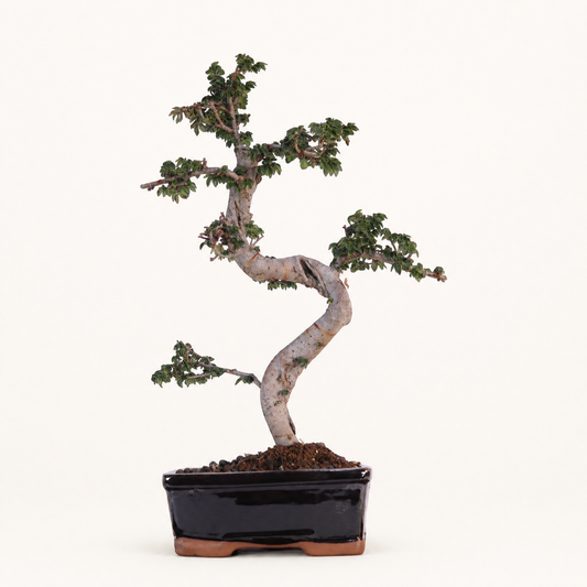 Chinese Elm (Ulmus Parvifolia) Bonsai Tree | Shaped | In 18cm Pot | Great Gift