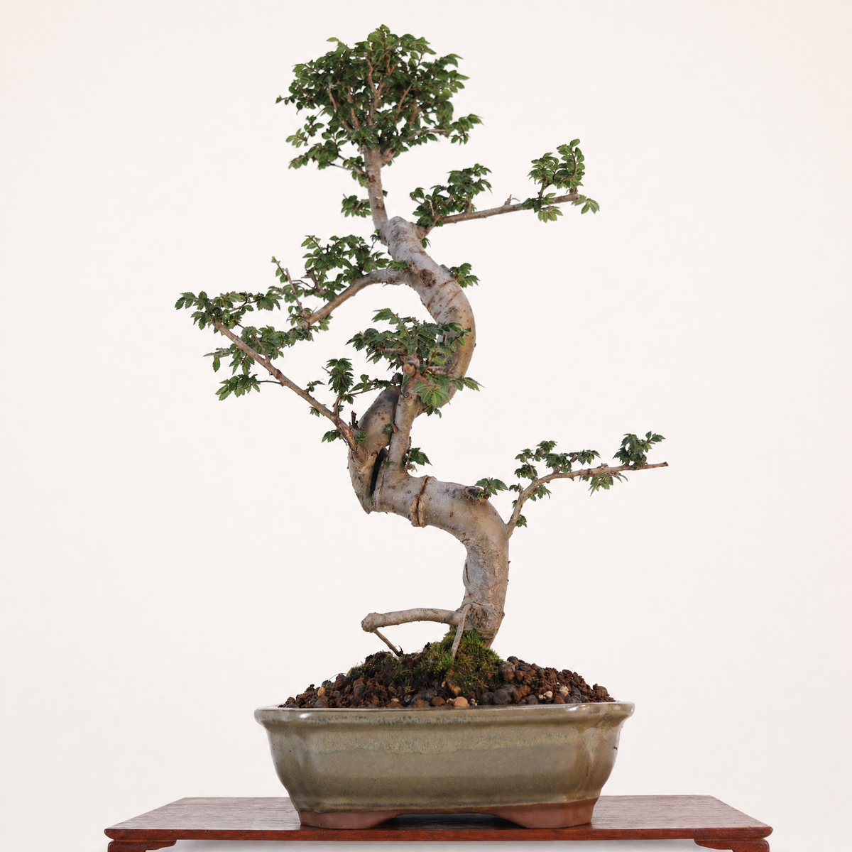 Chinese Elm (Ulmus Parvifolia) Bonsai Tree | Shaped | In 18cm Pot | Great Gift