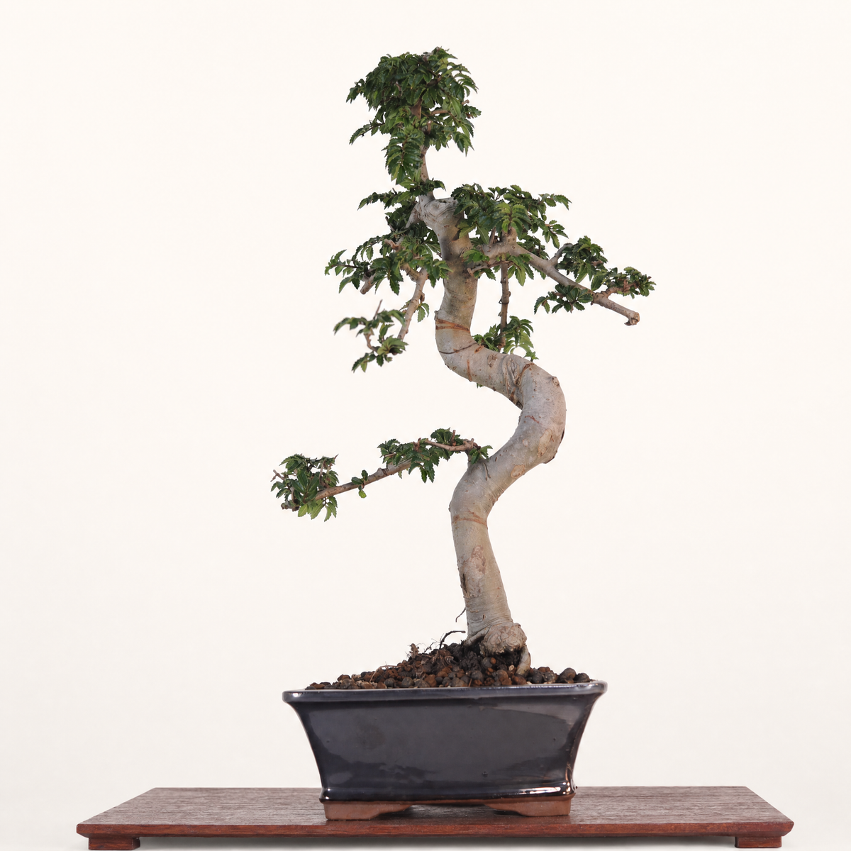 Chinese Elm (Ulmus Parvifolia) Bonsai Tree | Shaped | In 18cm Pot | Great Gift