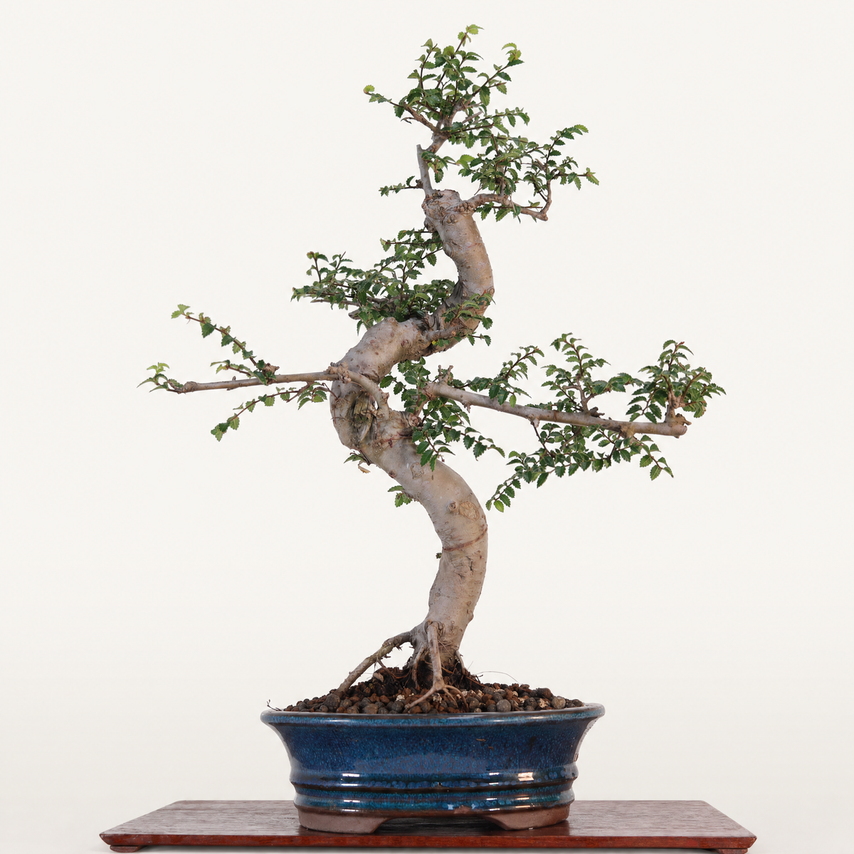 Chinese Elm (Ulmus Parvifolia) Bonsai Tree | Shaped | In 18cm Pot | Great Gift