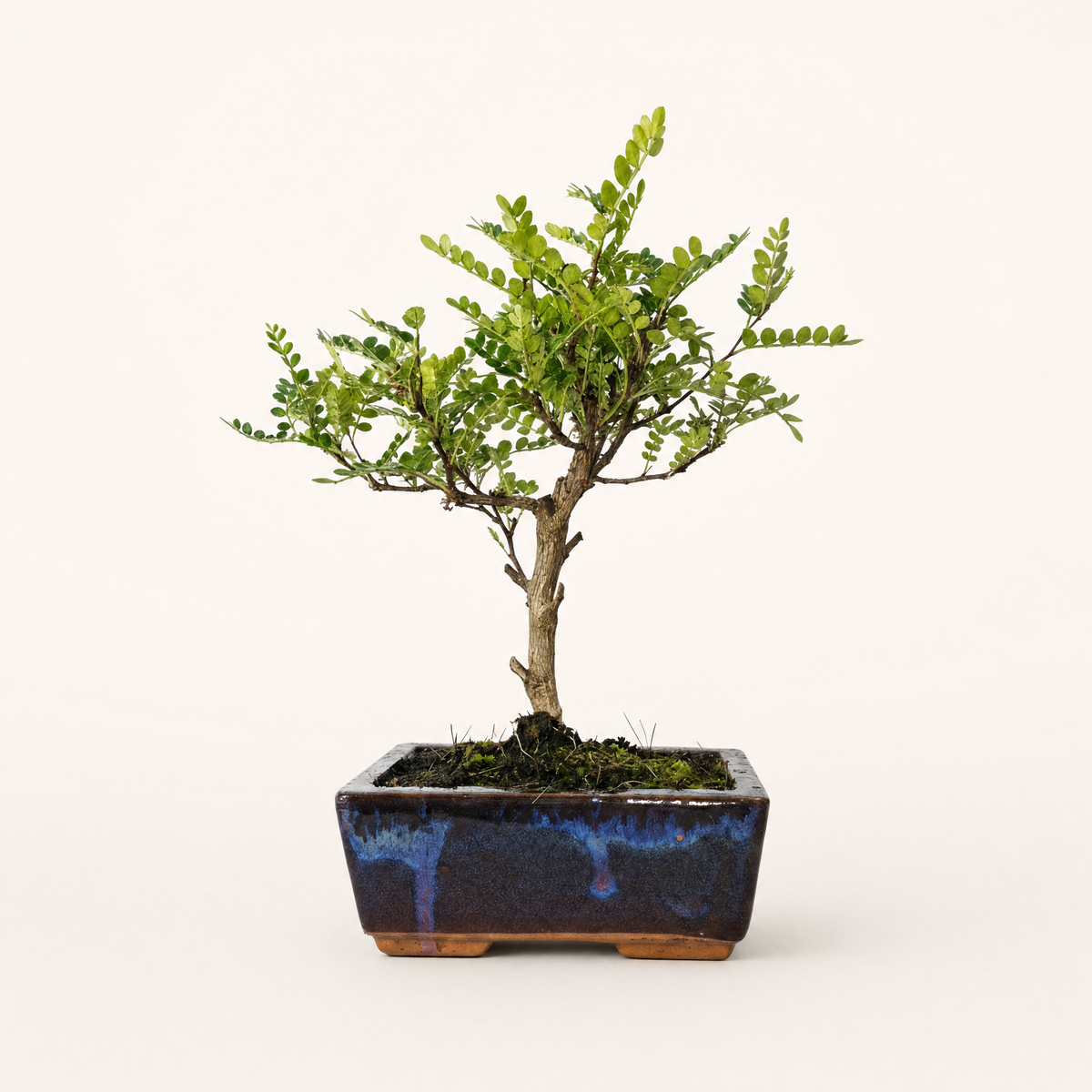 Chinese Pepper (Zanthoxylum Pipertum) Bonsai Tree | Broom | In 15cm Pot