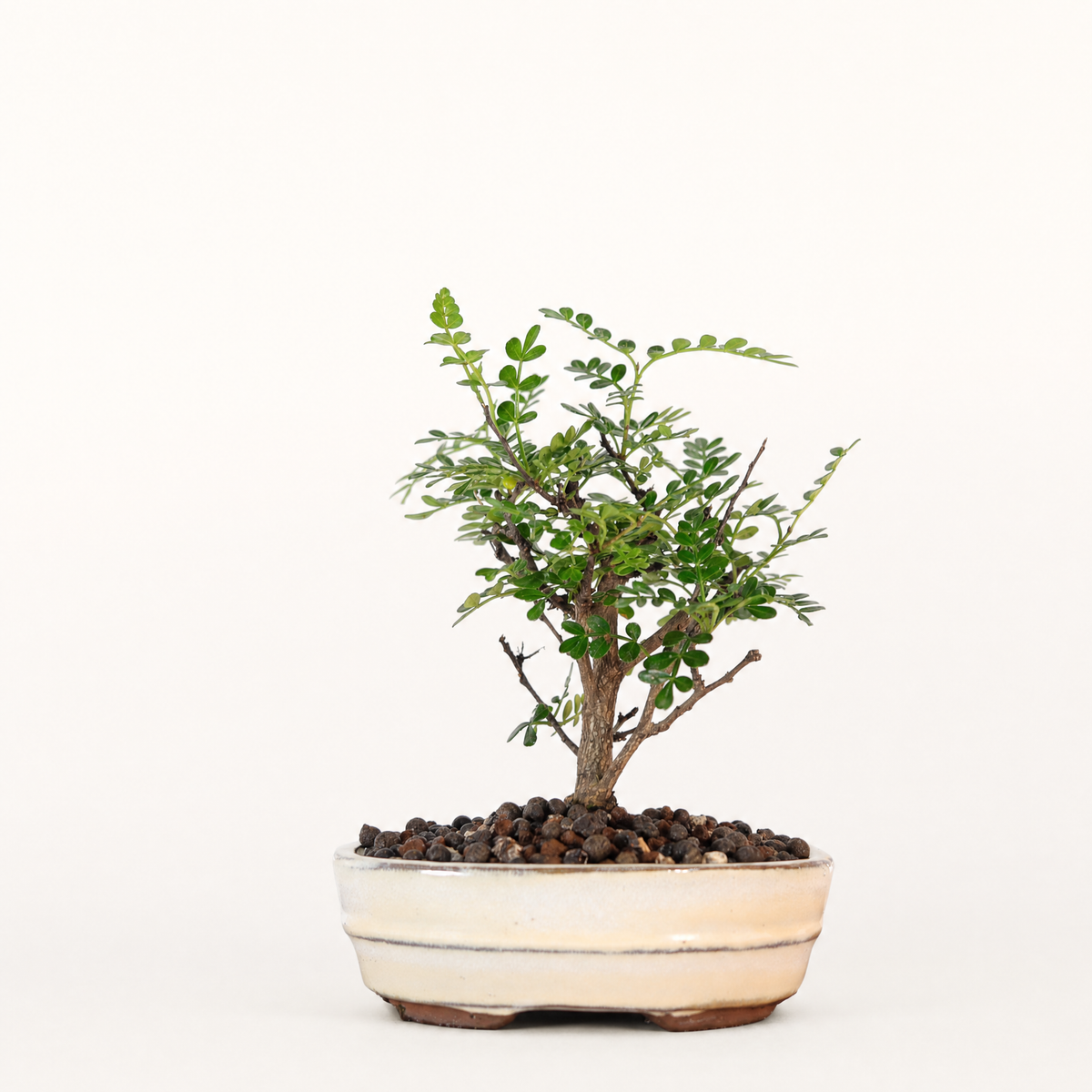 Chinese Pepper (Zanthoxylum Pipertum) Bonsai Tree | Broom | In 16cm Pot | Excellent Gift