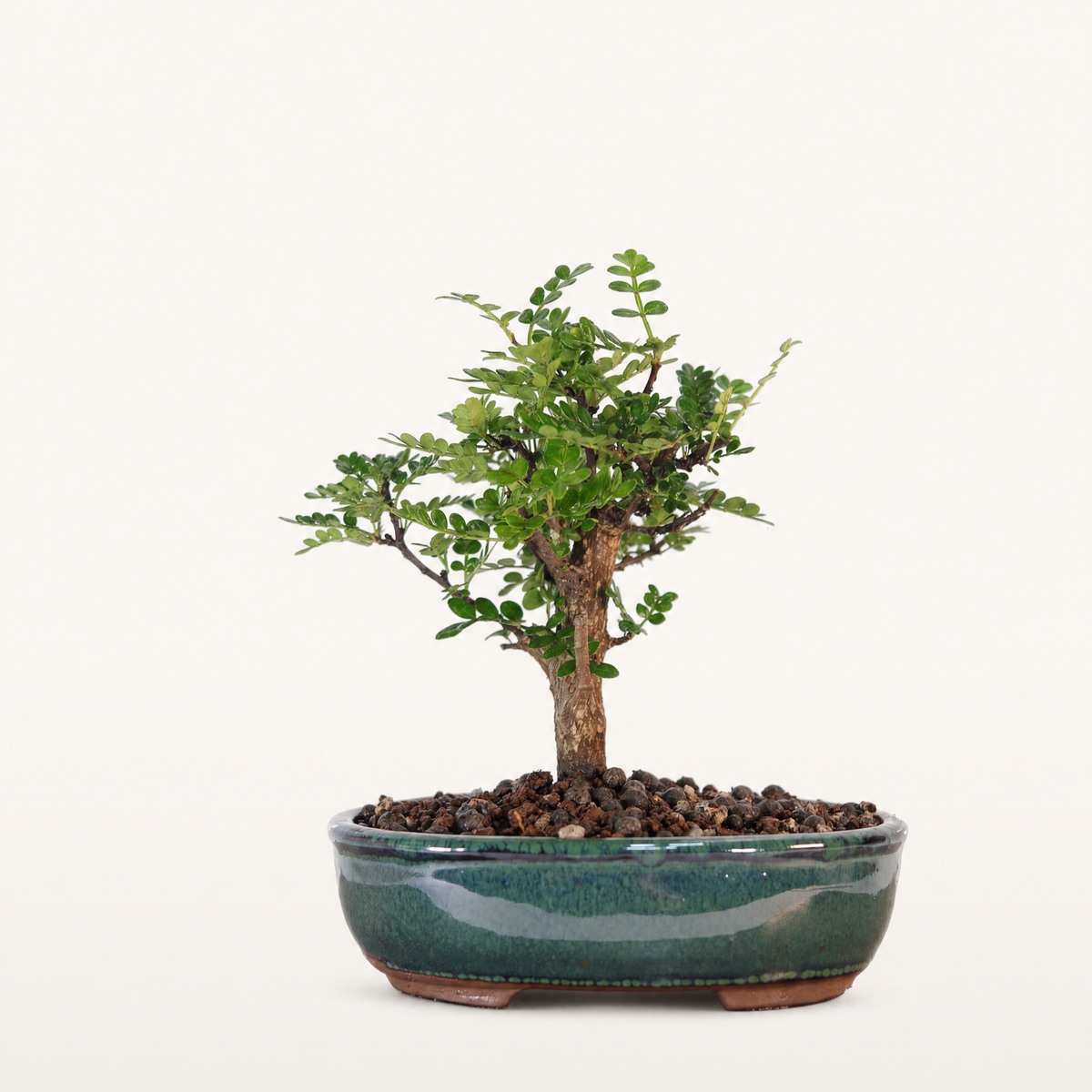 Chinese Pepper (Zanthoxylum Pipertum) Bonsai Tree | Broom | In 16cm Pot | Excellent Gift