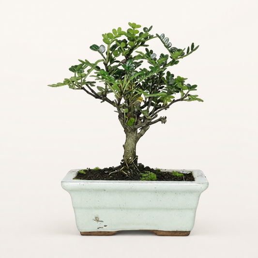 Chinese Pepper (Zanthoxylum Pipertum) Bonsai Tree | Broom | In 20cm Pot