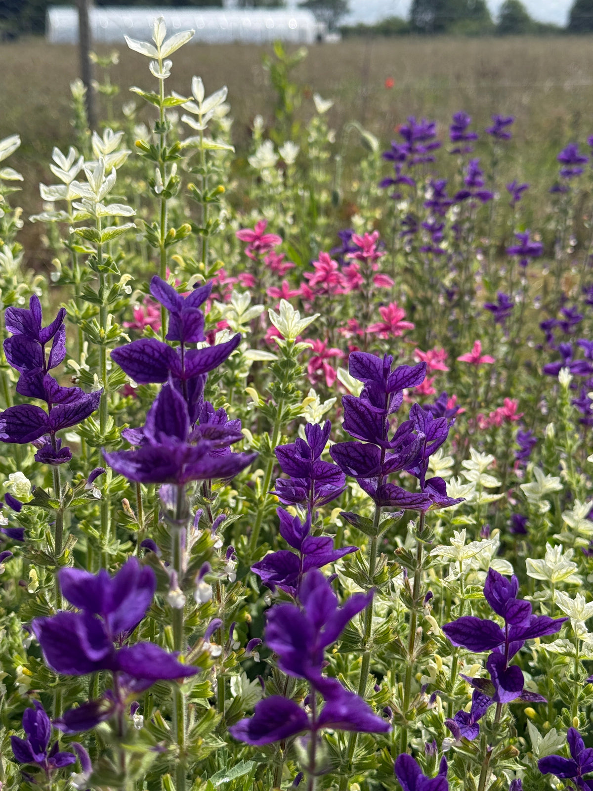 Clary Sage Crown Bouquet Mixed