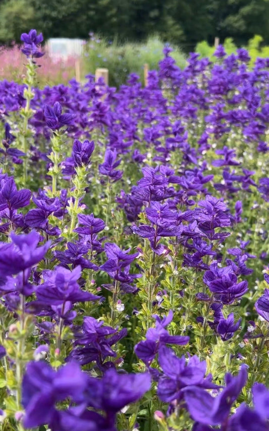 Clary Sage Oxford Blue