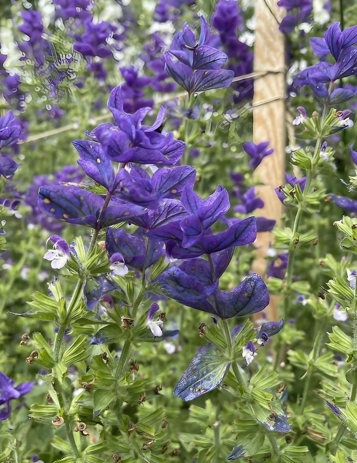 Clary Sage Oxford Blue