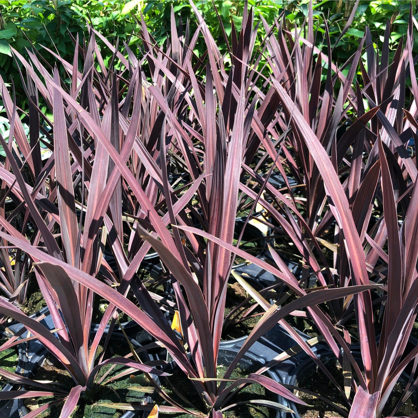 Cordyline australis 'Red Star' (3 sizes available)