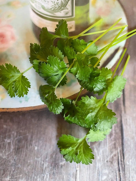 Coriander