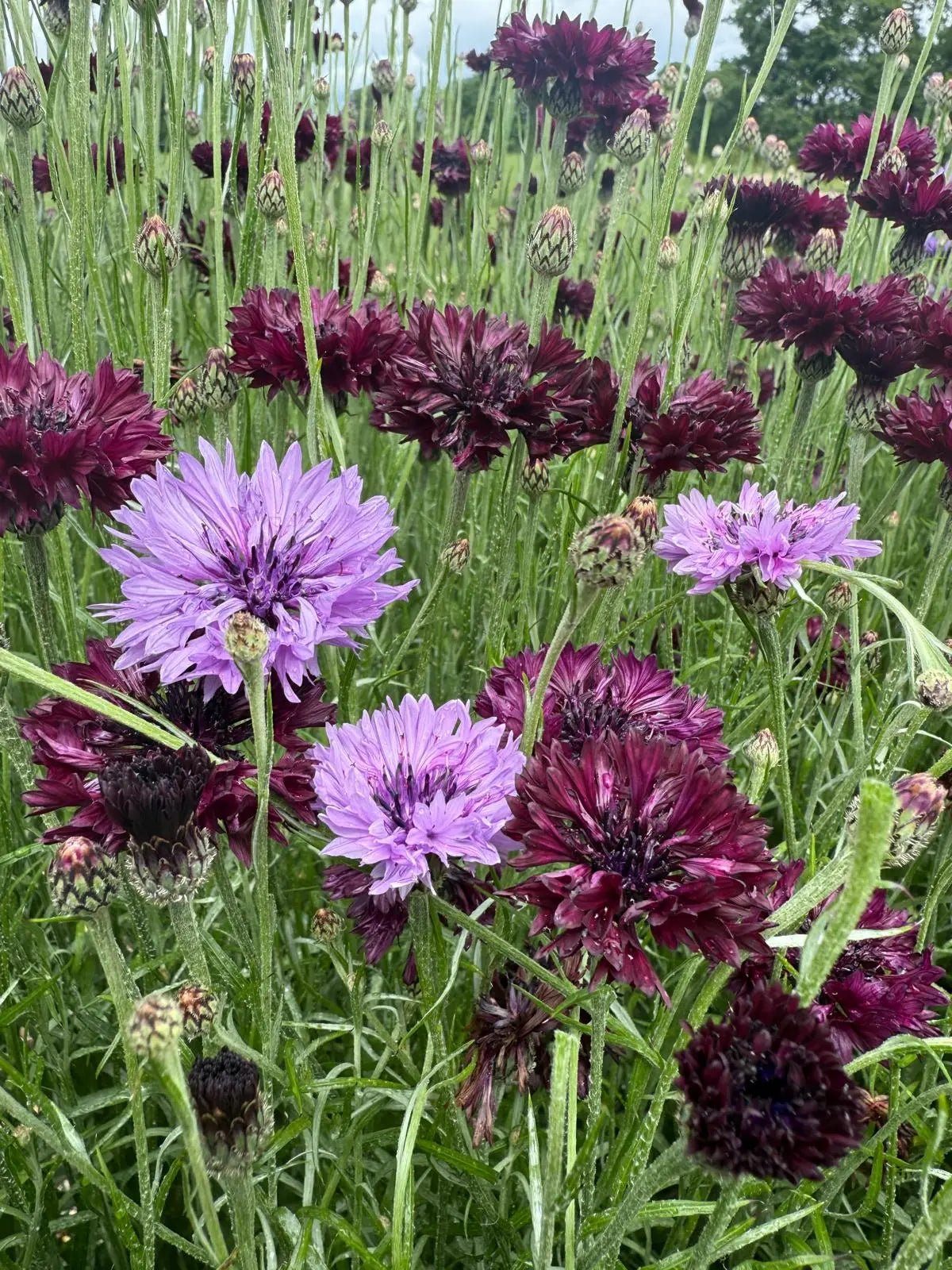 Cornflower Black & Mauve Mix