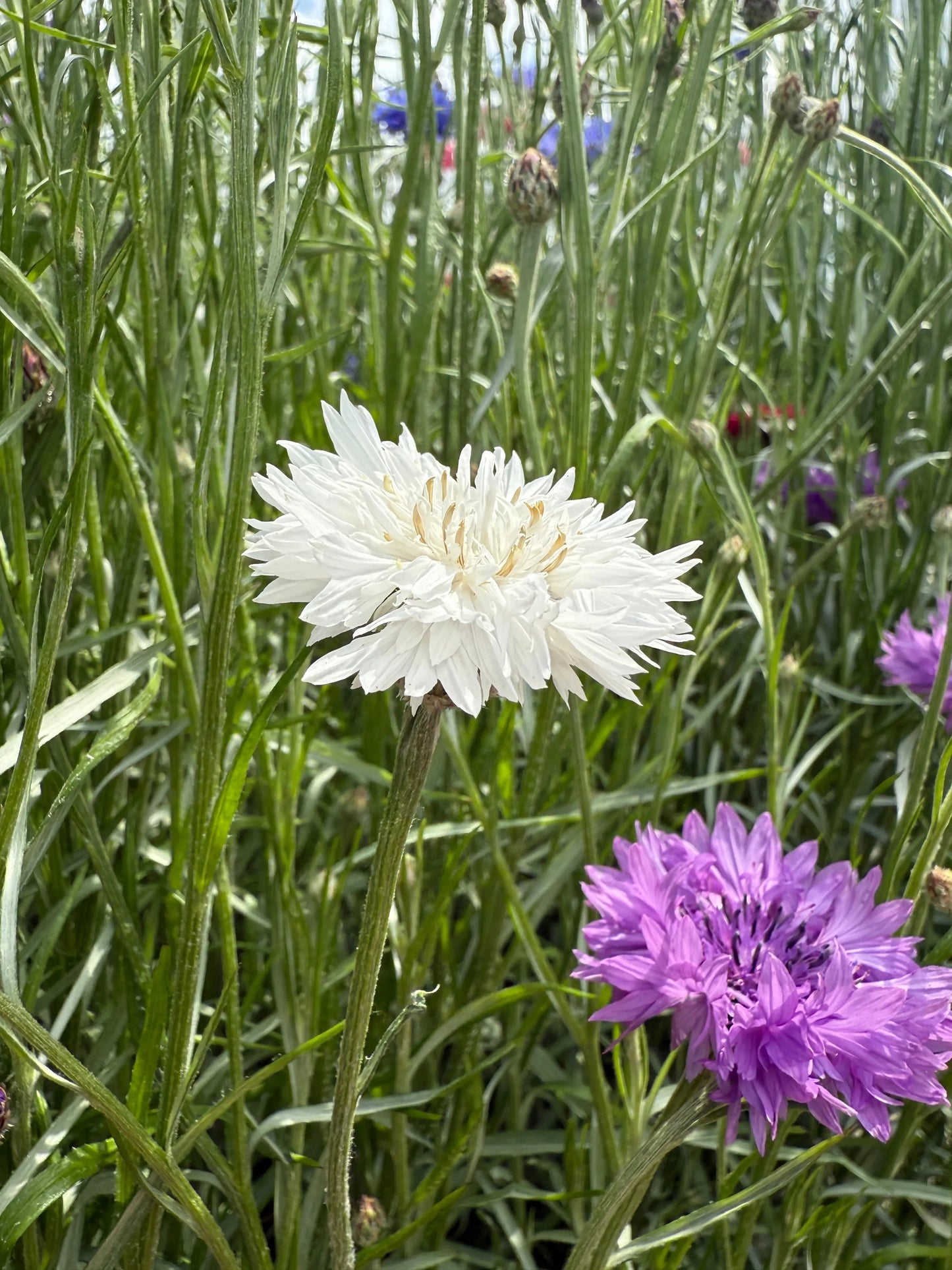 Cornflower Snowman