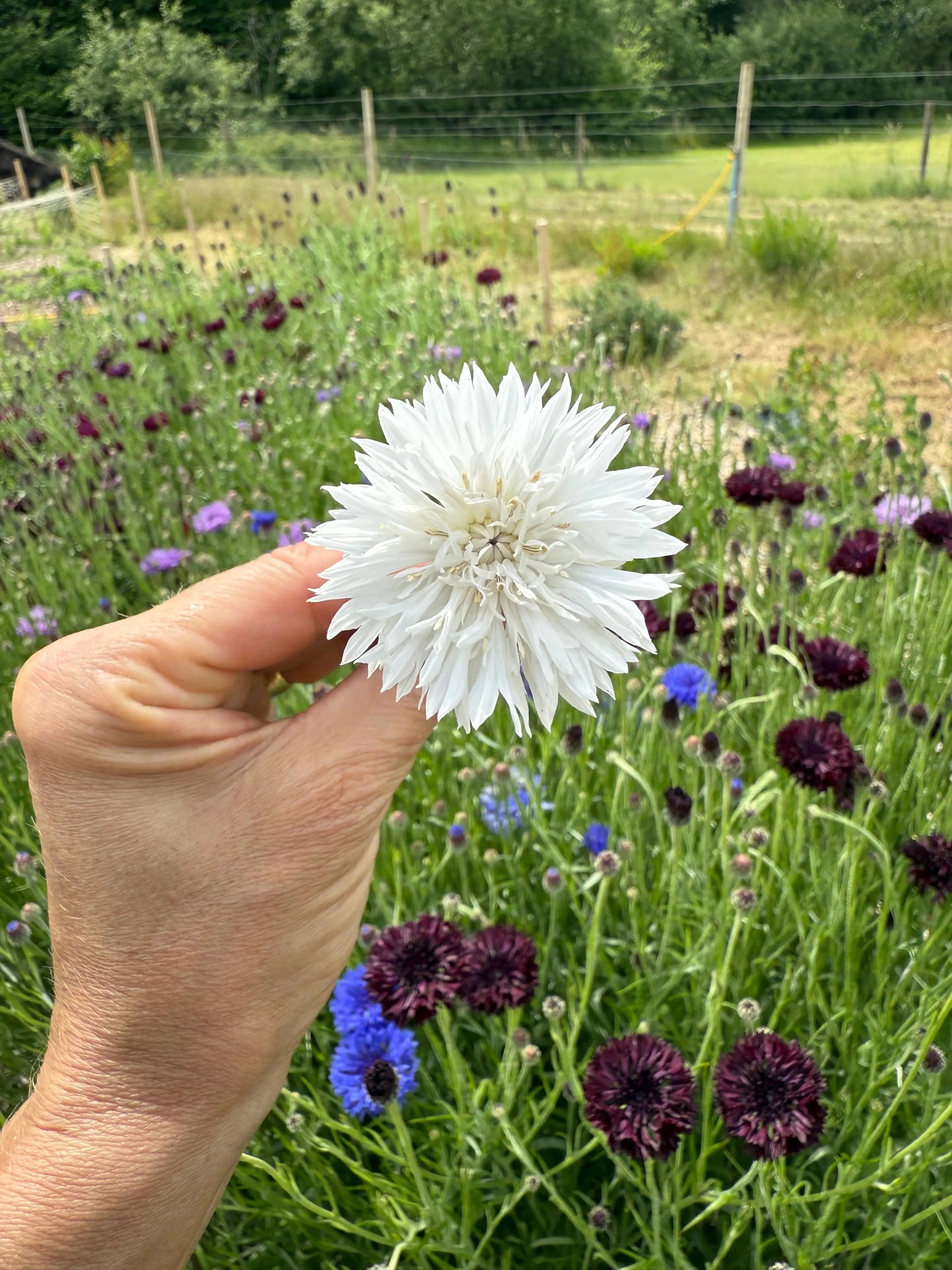 Cornflower Snowman