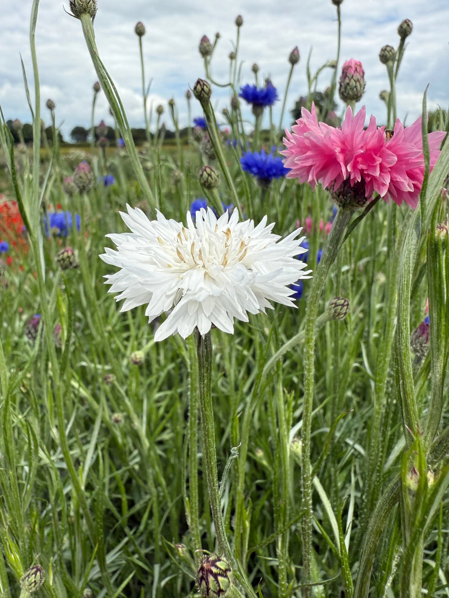 Cornflower Snowman
