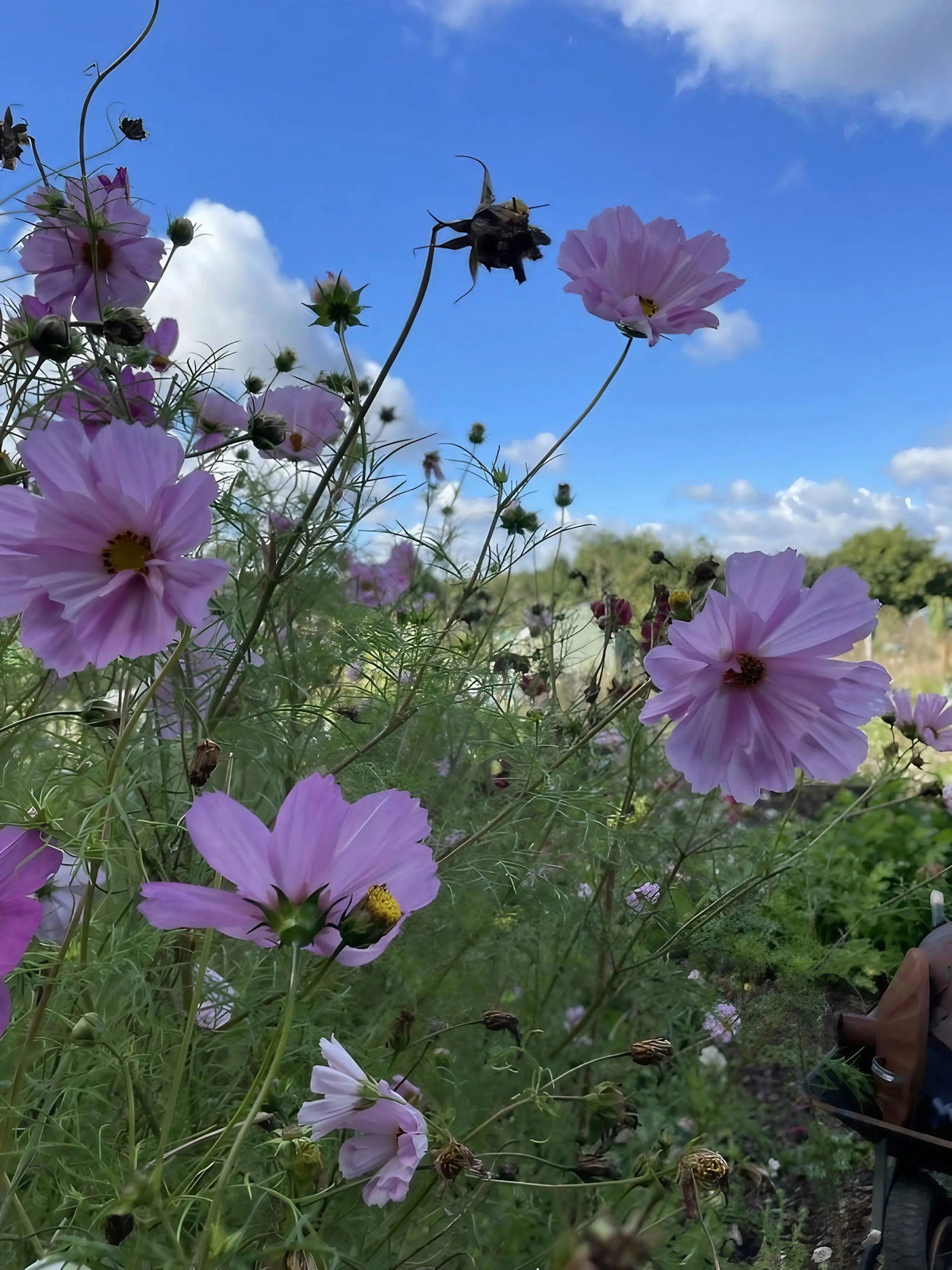 Cosmos Seashells Mixed