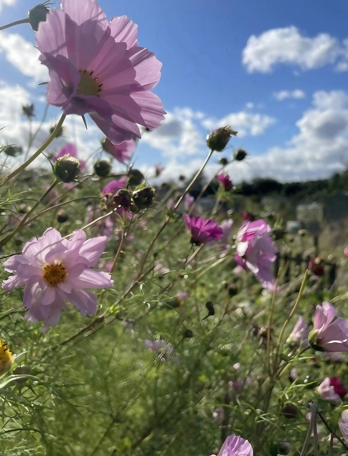 Cosmos Seashells Mixed