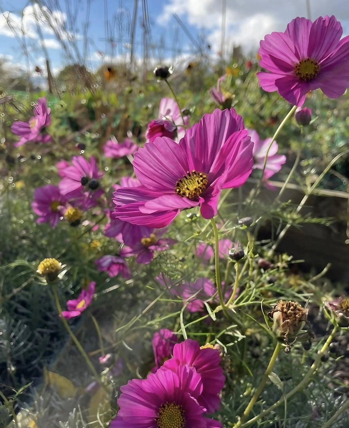 Cosmos Sensation Mixed
