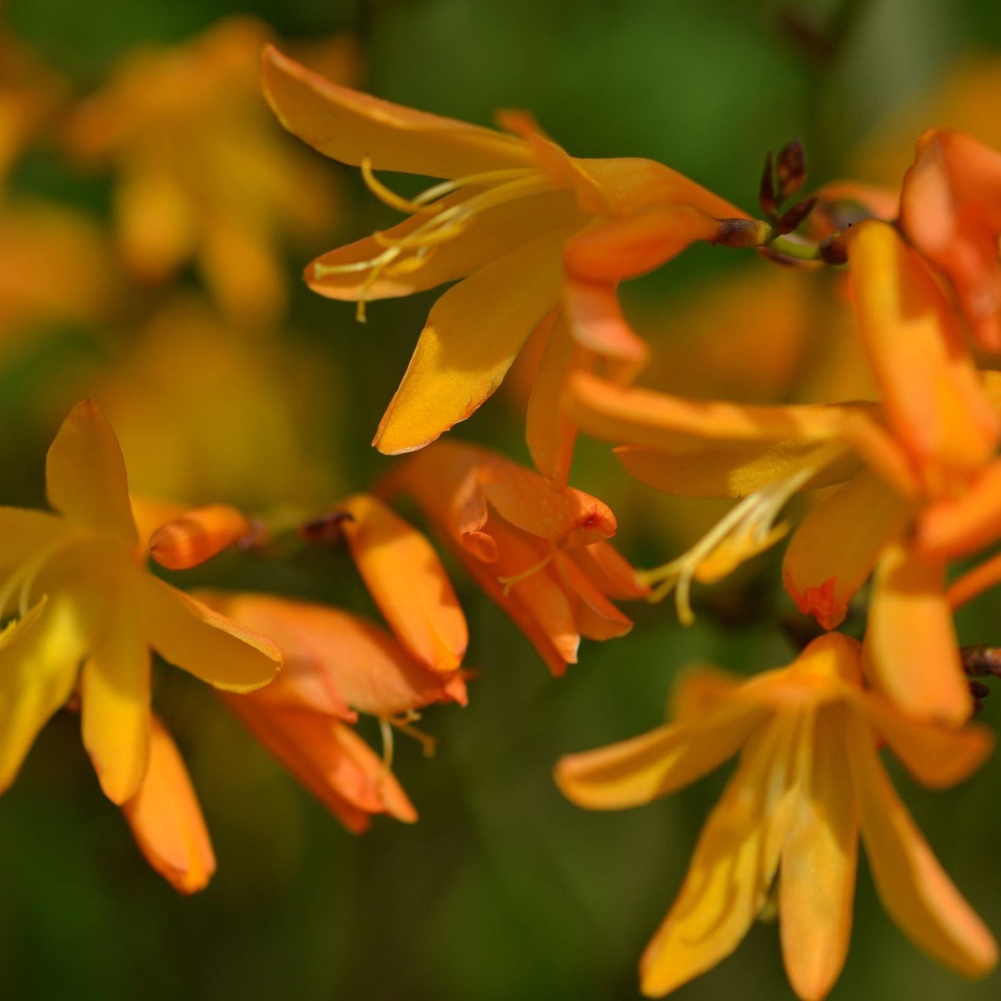 Crocosmia Ã— crocosmiiflora 'George Davidson' 9cm