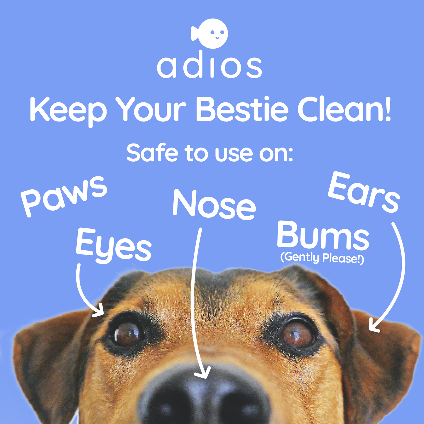 🌱 Compostable Pet Wipes 🐶🐾