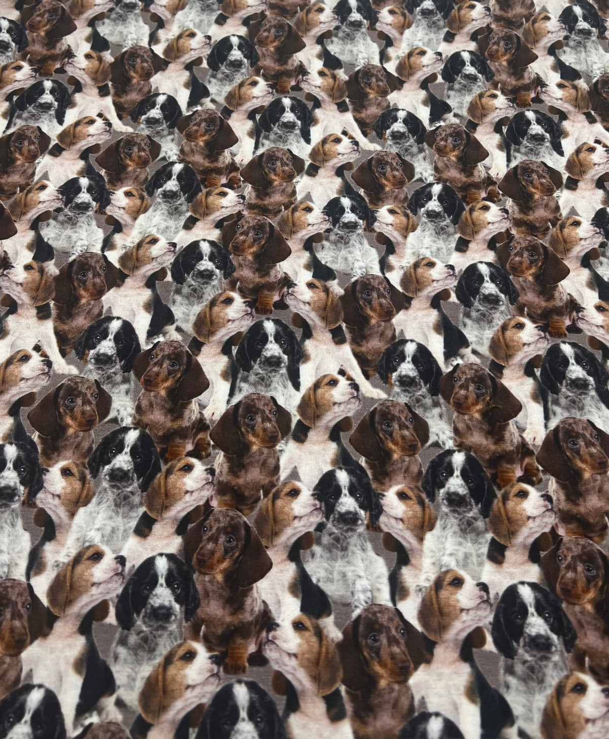 Cute Puppies Cotton Stretch Jersey 200 GSM 95/5 Lycra 4 Way Stretch