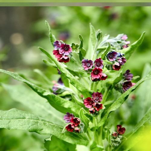 Cynoglossum officinale