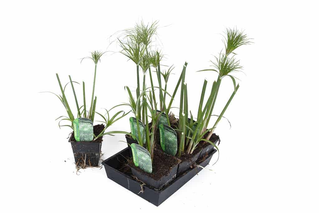 Cyperus Percamenthus 'King Tut' - Marginal Pond Plants - MBP031
