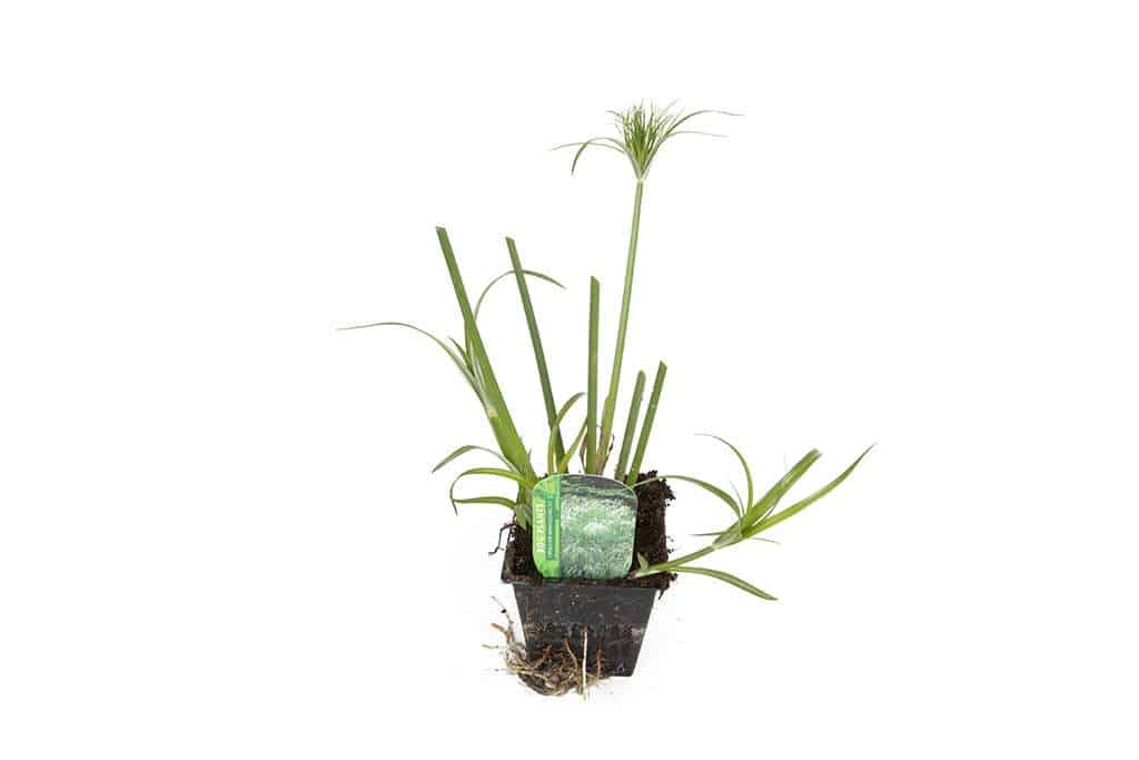 Cyperus Percamenthus 'King Tut' - Marginal Pond Plants - MBP031