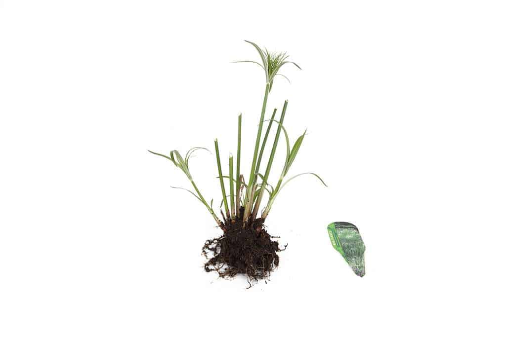 Cyperus Percamenthus 'King Tut' - Marginal Pond Plants - MBP031