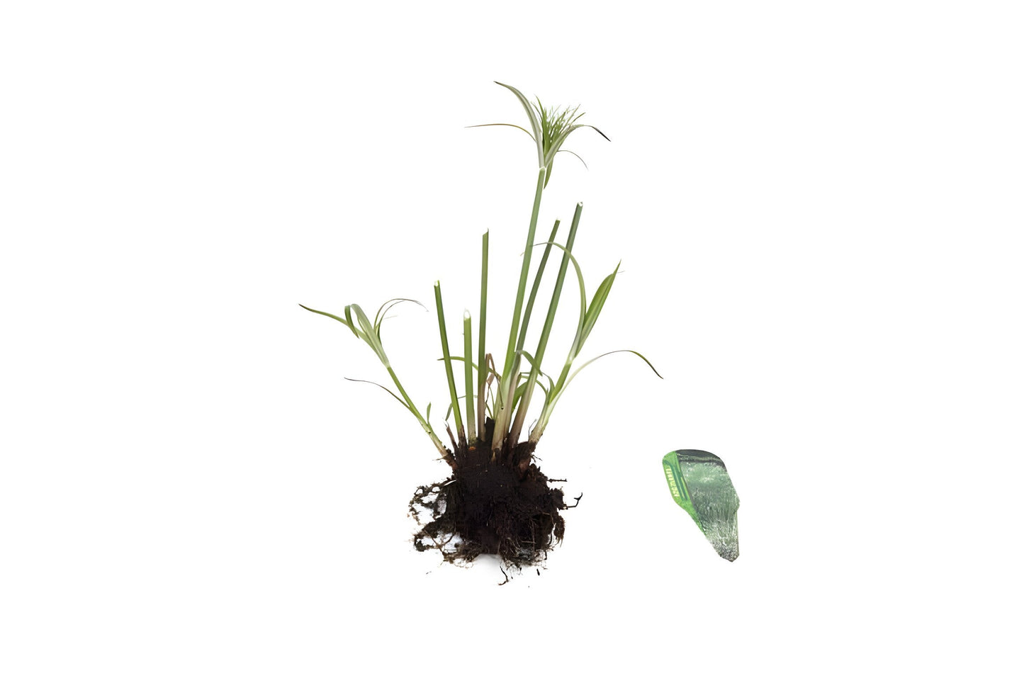 Cyperus percamenthus 'King Tut'