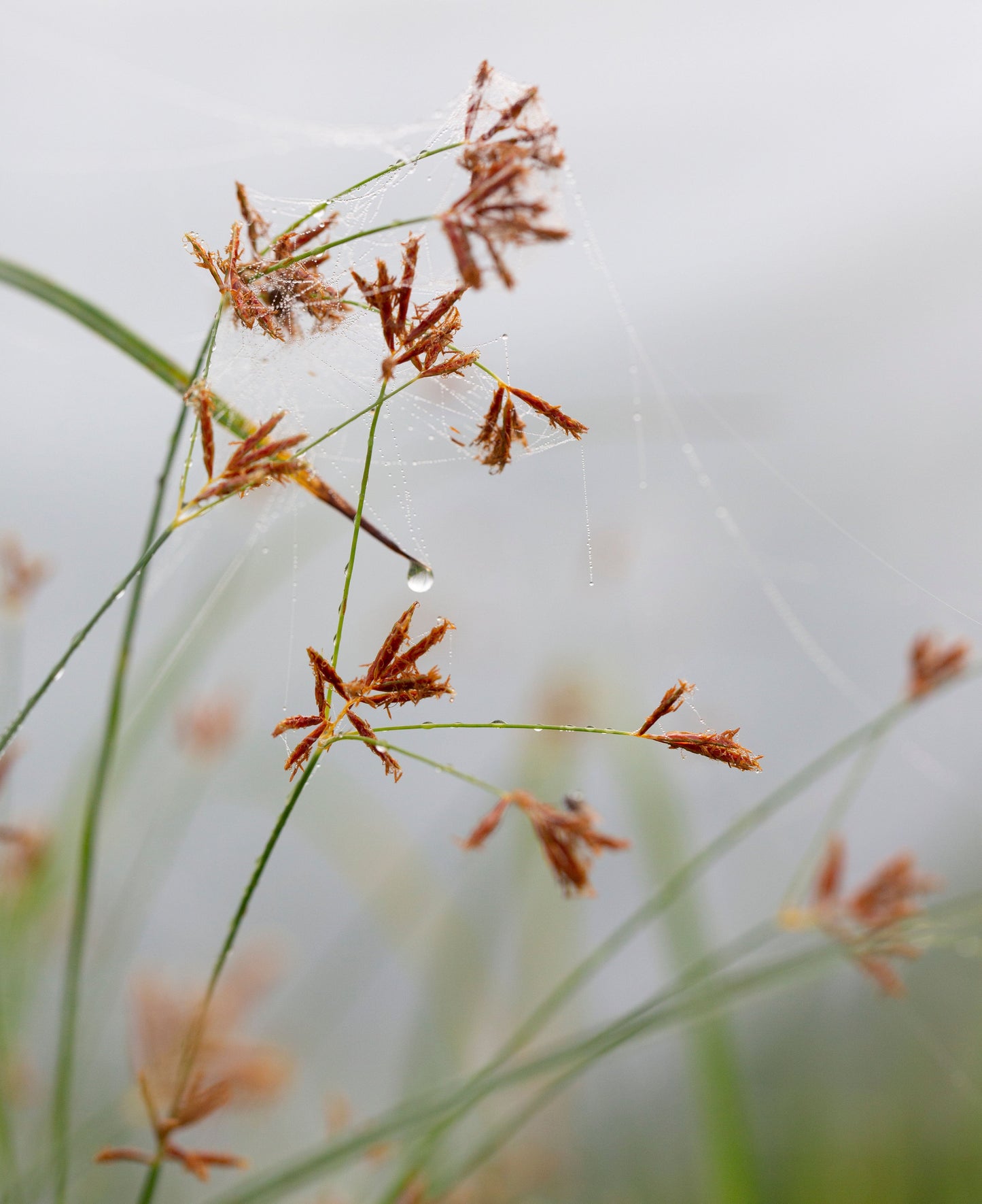 Cyperus longus (Sweet Galingale) - MP031 Packs