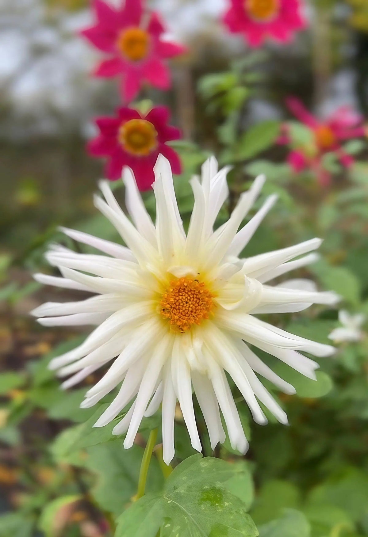 Dahlia Cactus Mixed