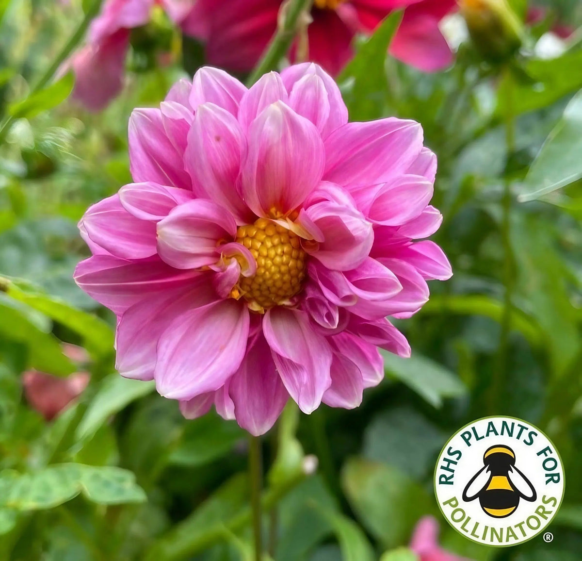 Dahlia Early Bird Mix