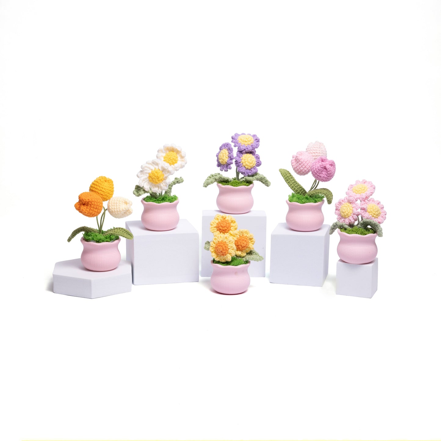 Tulips and Daisy Pot Plant