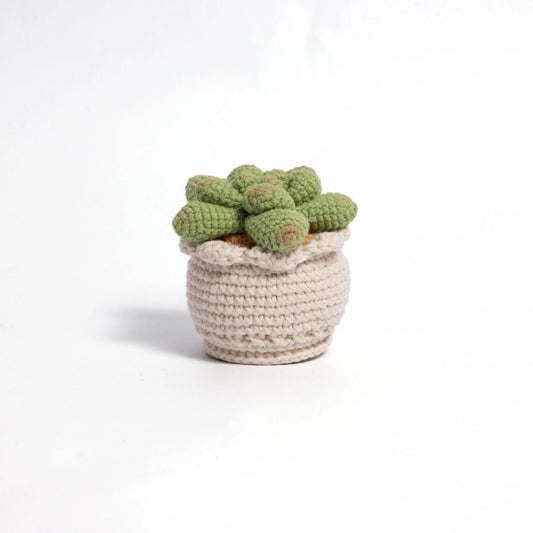 Soft Crochet Succulent Plants
