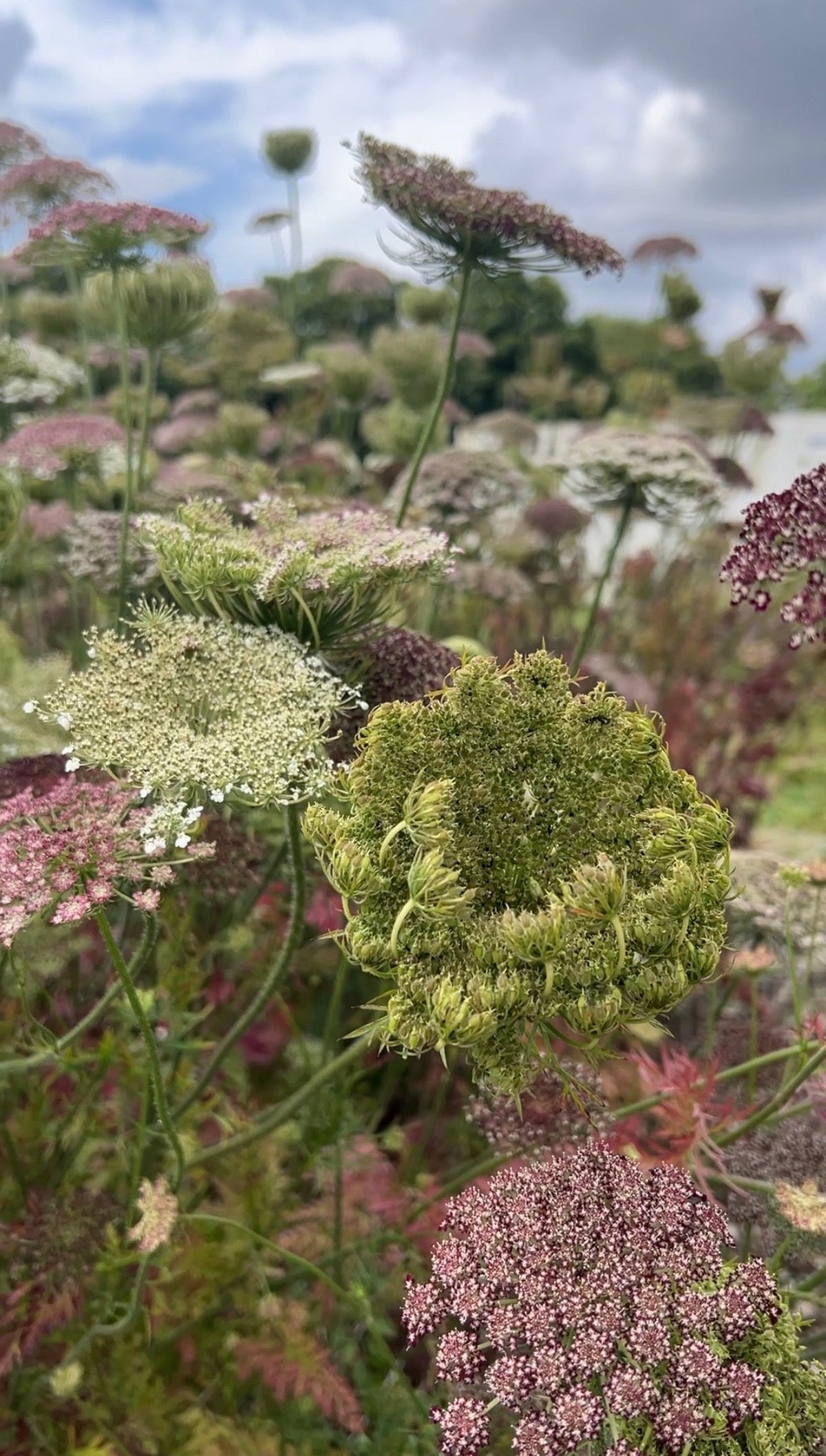 Daucus Carota Dara