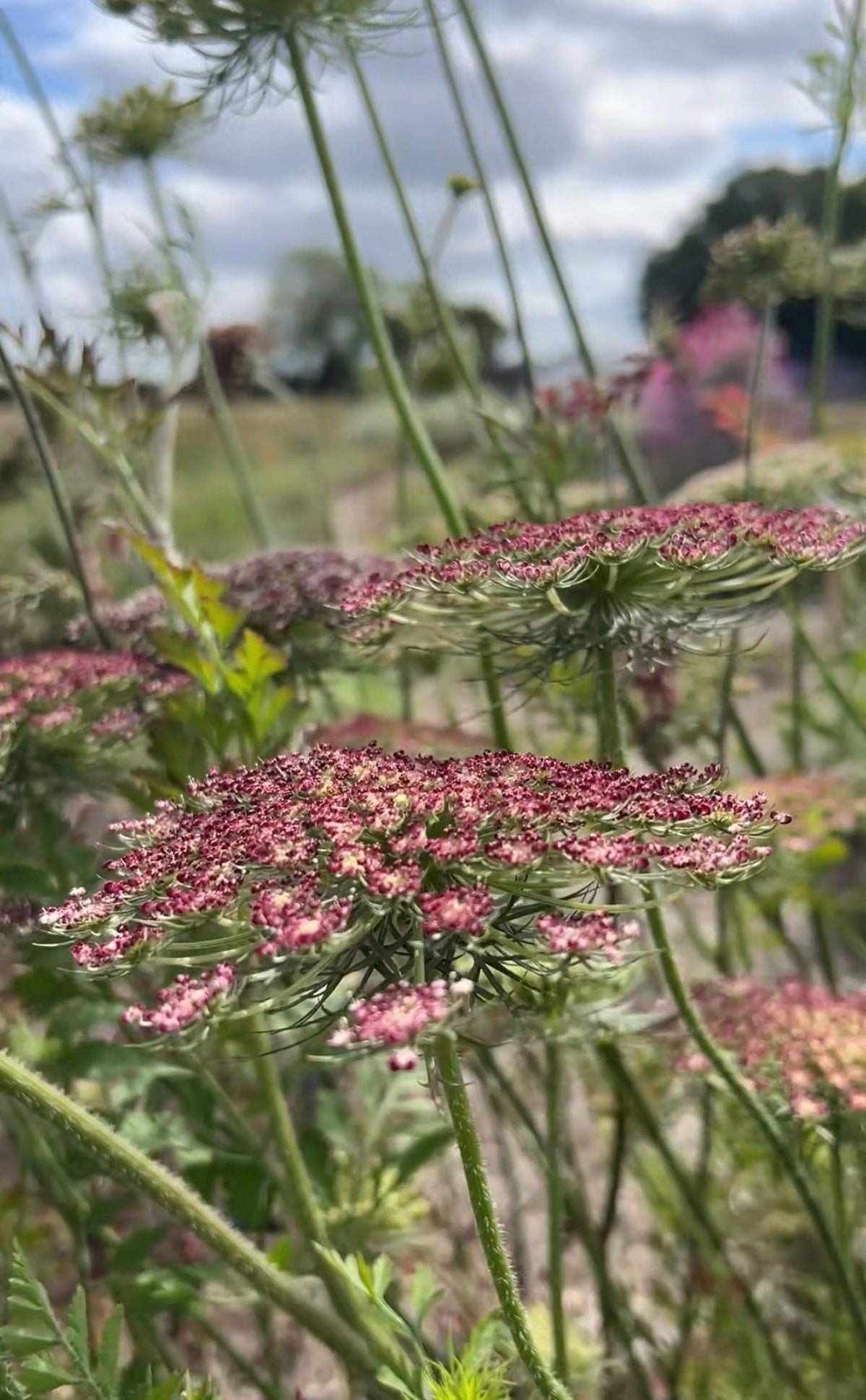 Daucus Carota Dara