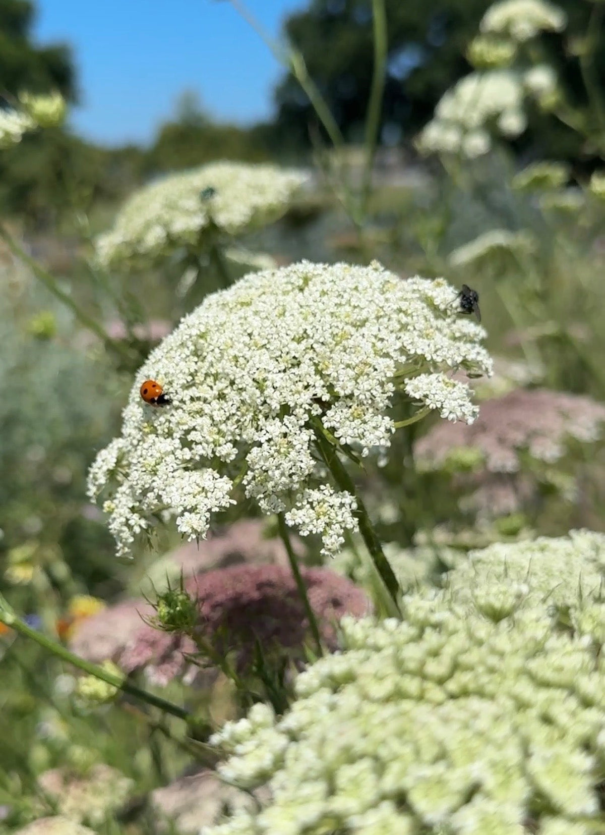 Daucus Carota (Wild Carrot)