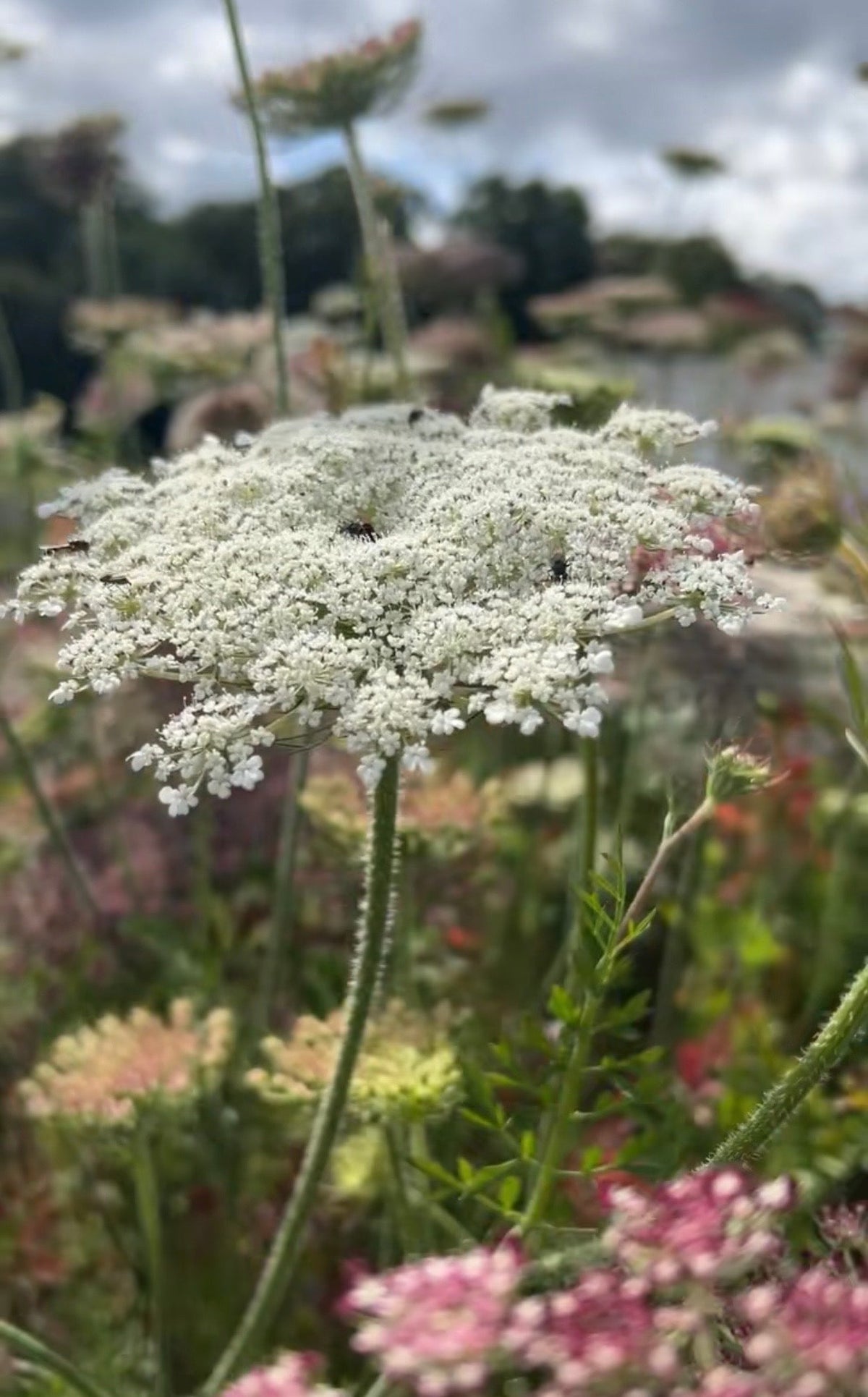 Daucus Carota (Wild Carrot)