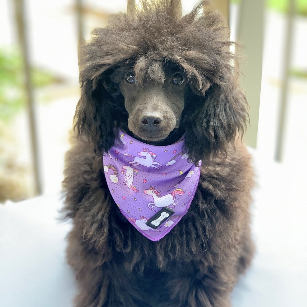 Daydreams and Unicorns Cooling Bandana