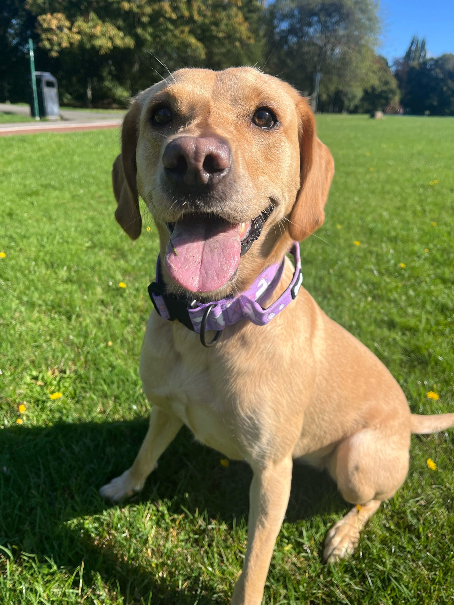 Daydreams and Unicorns Collar