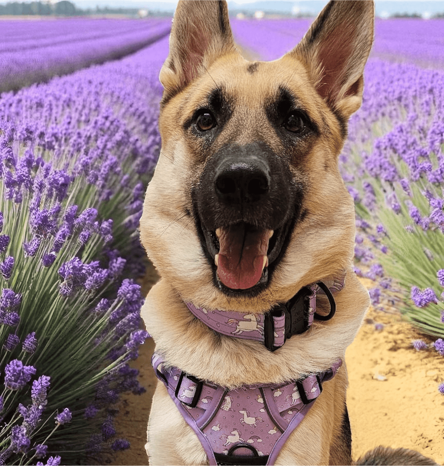 Daydreams and Unicorns Collar