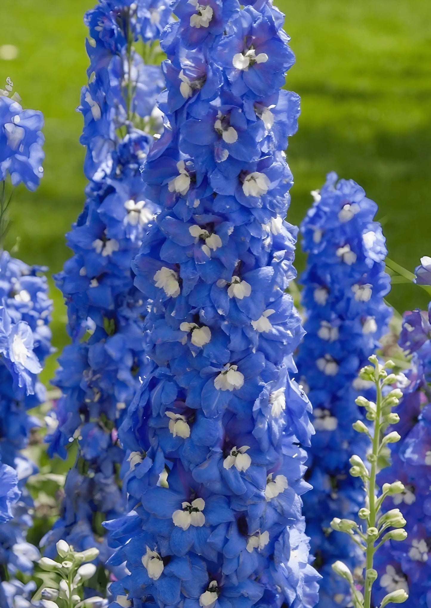 Delphinium Pacific Giant Summer Skies