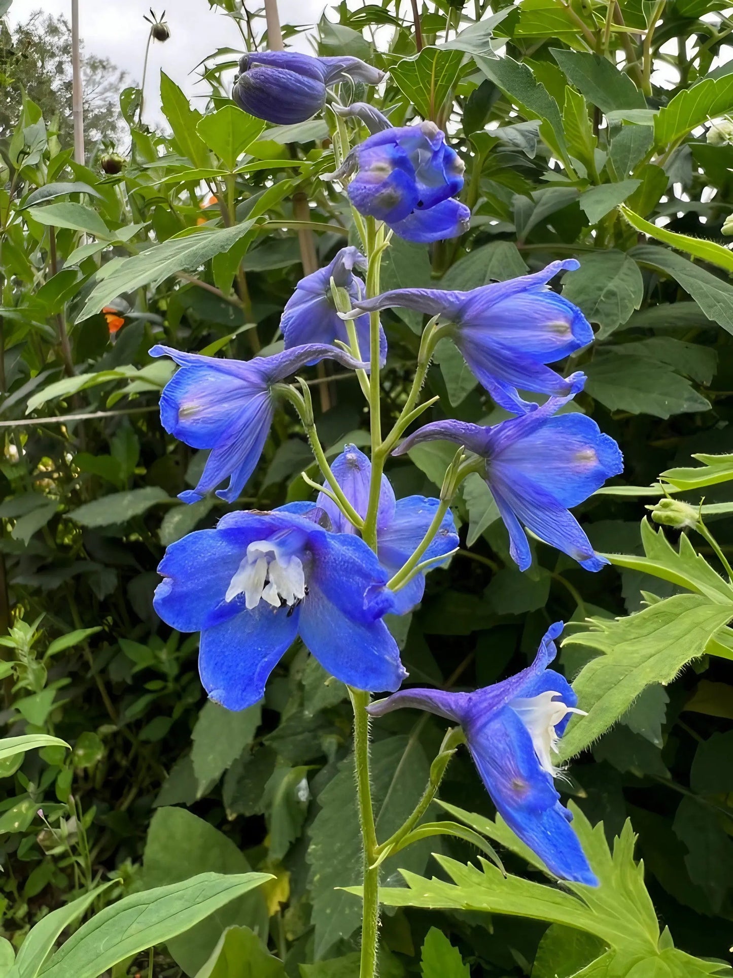 Delphinium Pacific Giant Summer Skies