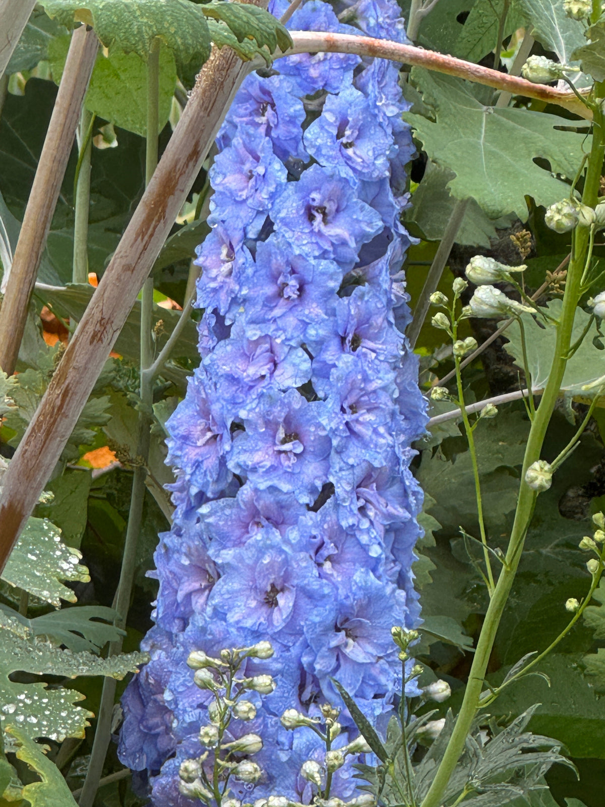 Delphinium Pacific Giant Summer Skies