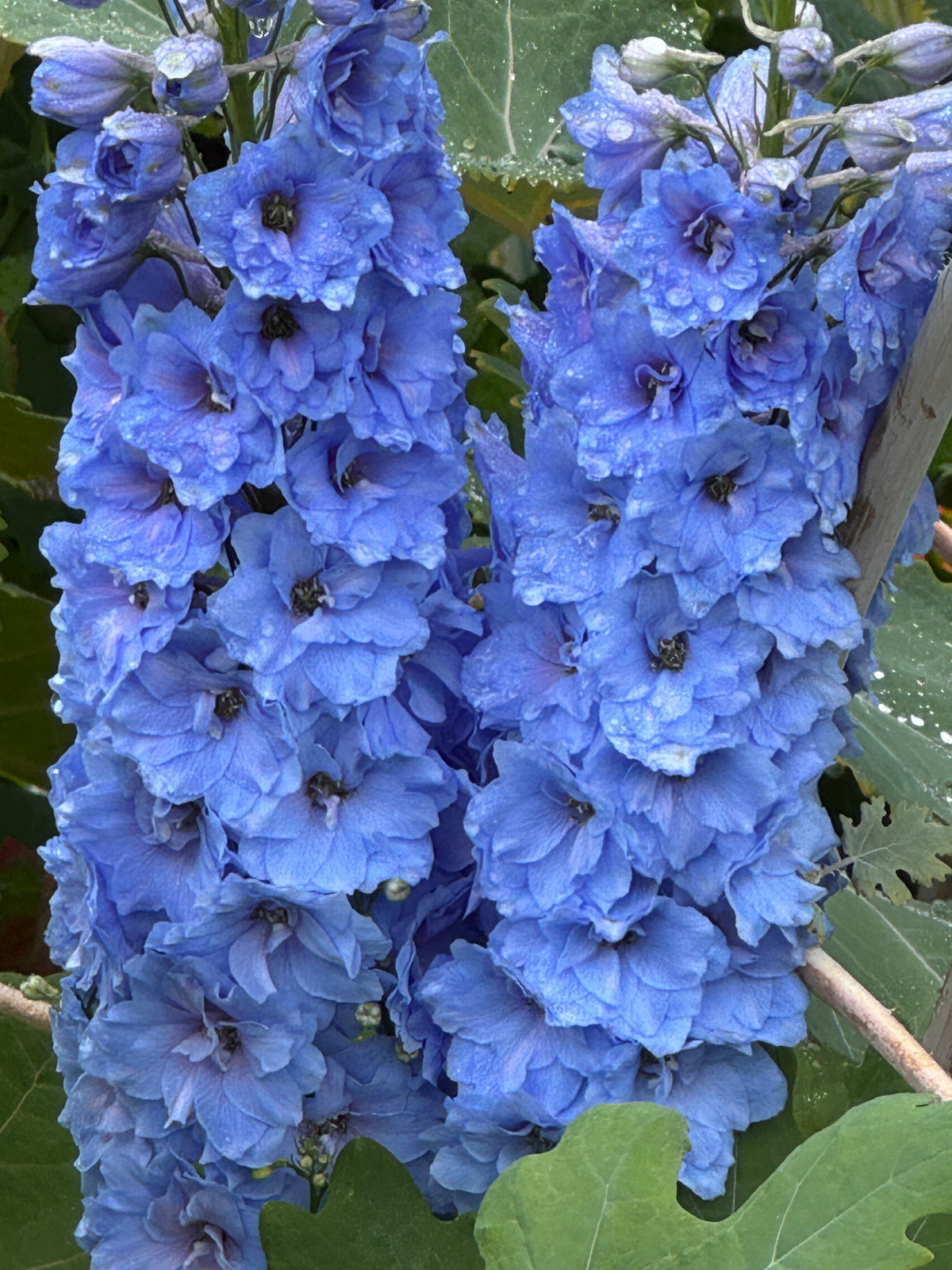 Delphinium Pacific Giant Summer Skies