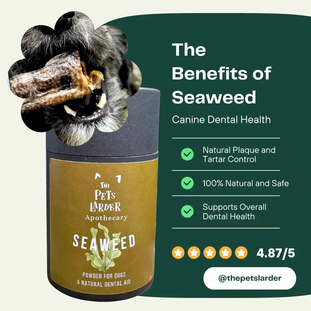 Dental Seaweed for Dogs: Plaque Removal