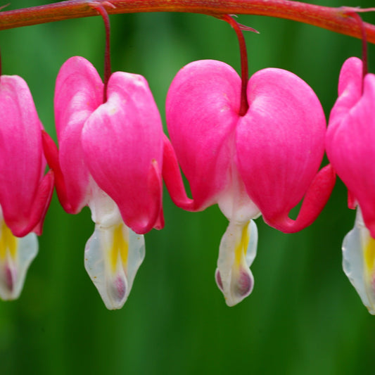 Dicentra Spectabilis 'Bleeding Heart' Pink (6cm - 2L)